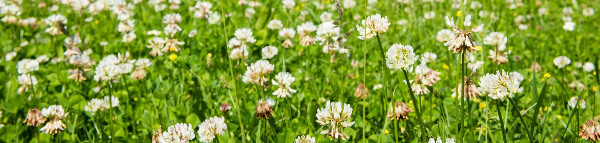 frühling wiese