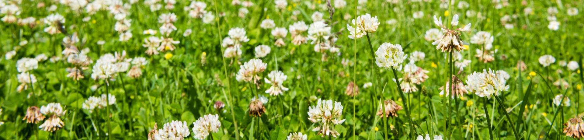 frühling wiese